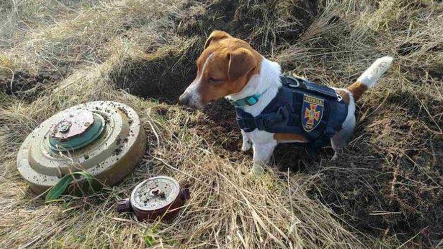 Patron es un perro de raza Jack Russell terrier, que se ha convertido en un pequeño héroe para la población ucraniana por su capacidad de detectar minas. (SES Ucrania)