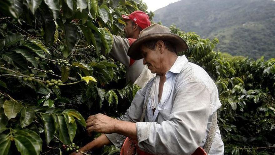 Plantación de café en Colombia. (EFE)