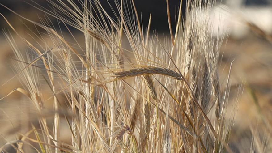 Ucrania es uno de los principales productores de trigo. (EFE/ YAHYA ARHAB)