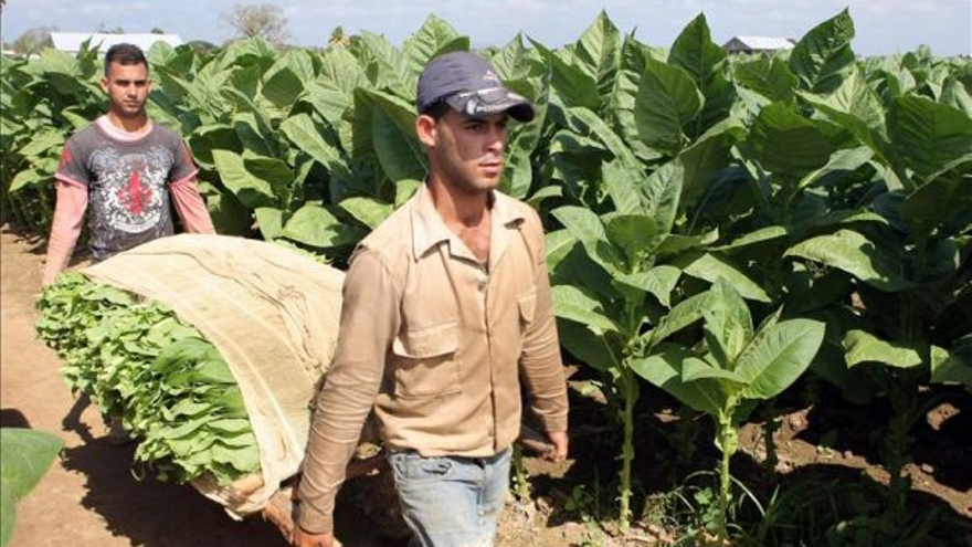 Las principales zonas de cultivo de tabaco se ubican en Vueltabajo, en la provincia de Pinar del Río. (EFE)