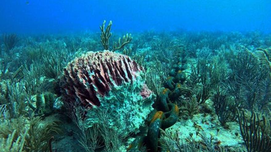En la imagen, de los daños a un arrecife de coral provocados por la cadena del ancla del buque 'Melody' en que se encuentran 20.000 toneladas de piedra rajón proveniente de Cienfuegos. (Twitter/@tiburon_pepe)
