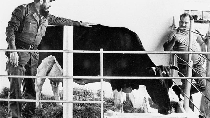 Fidel Castro con "ubre blanca", la vaca que podía dar 100 litros de leche al día. 