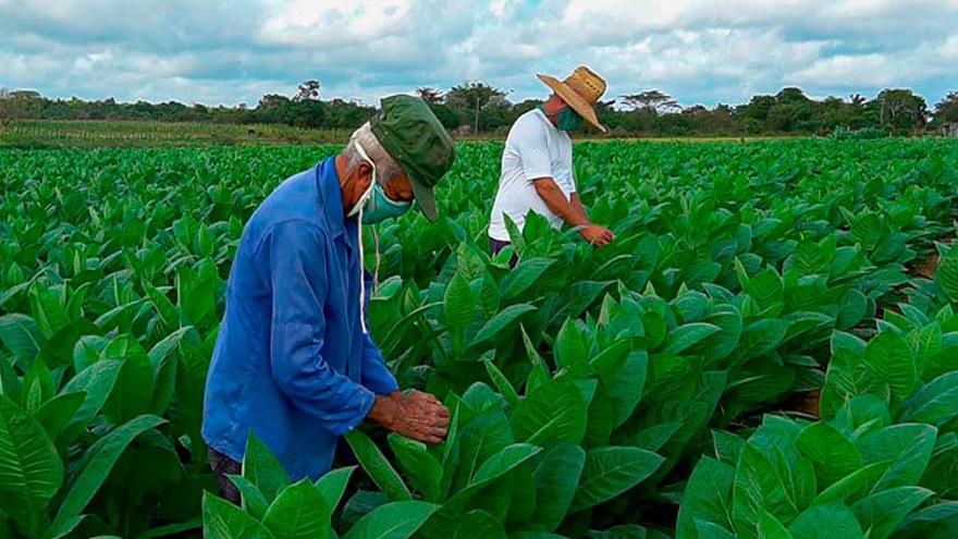 La cultura del tabaco no se puede aplicar al desarrollo de otros cultivos. Hay que concentrar todos los recursos en ella para que todo salga bien. (Guerrillero)